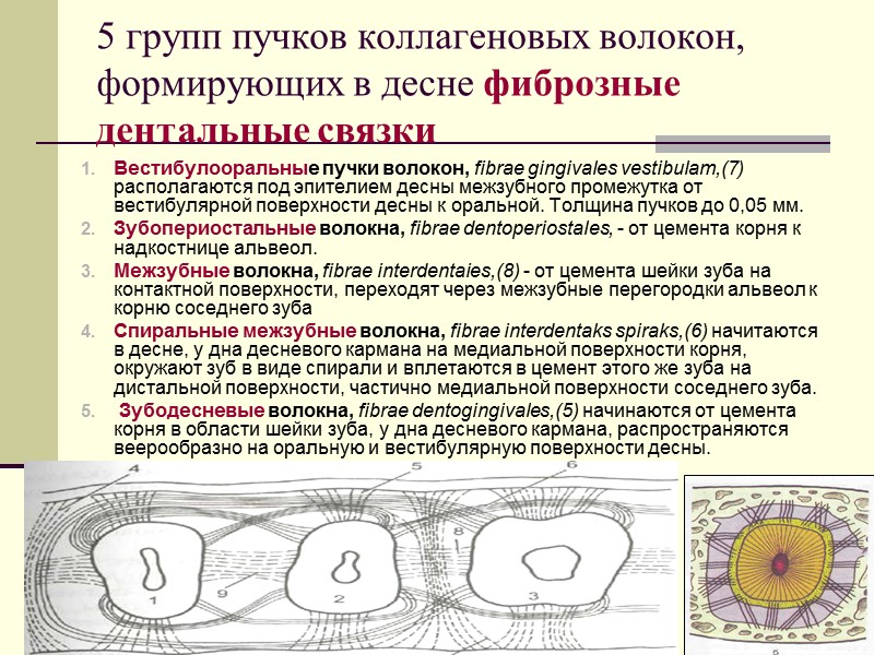 5 групп пучков коллагеновых волокон, формирующих в десне фиброзные дентальные связки Вестибулооральные пучки волокон,